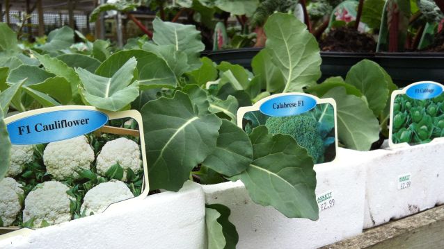 F1 vegetables