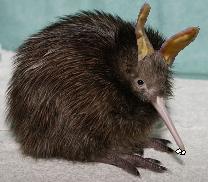 Kiwi Harley, yesterday